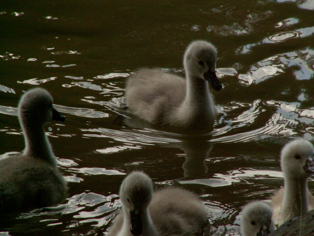 Pui de lebada, salvat din ghearele cainilor!