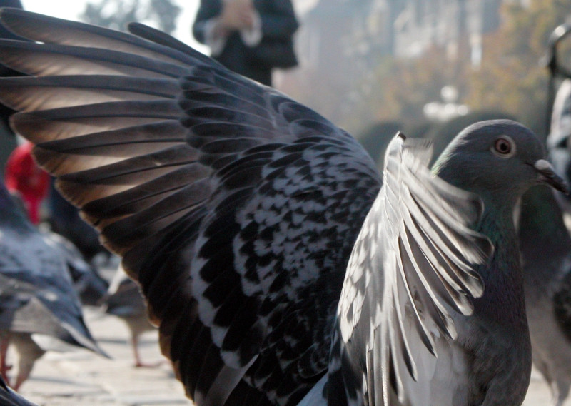 Suceava, atacata de infractori inaripati! Florile le cad victime!