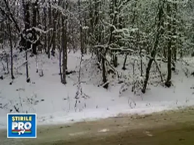 Ursul pacalit de vulpe! Cumatra a iesit la cersit