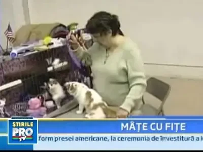 Pisicile din SUA au facut show in California