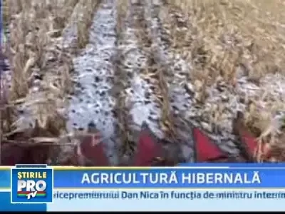 A venit luna ianuarie! Porumbul e numai bun de strans!