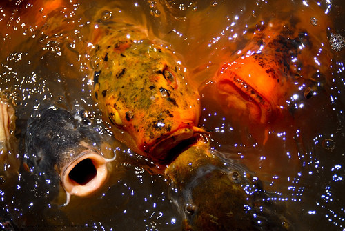 Unul din cele mai mari acvarii din tara si-a deschis portile pentru turisti