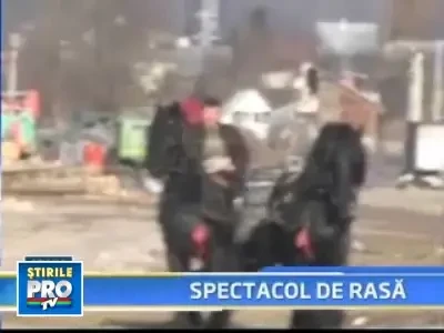 Peste 120 de cai la targul crescatorilor de Cabaline de la Busteni