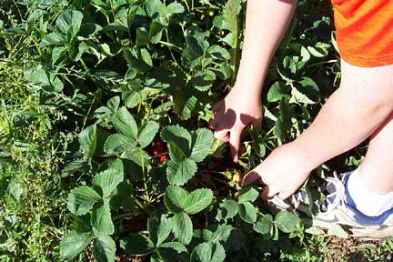 Peste 100.000 de romani au ales munca in strainatate, in februarie