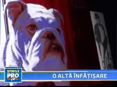 Britanicii sunt ingrijorati de soarta buldogilor