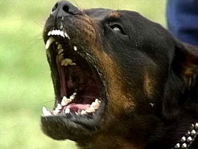 Moarte groaznica. Un barbat, omorat de rottweilerii pe care ii crestea