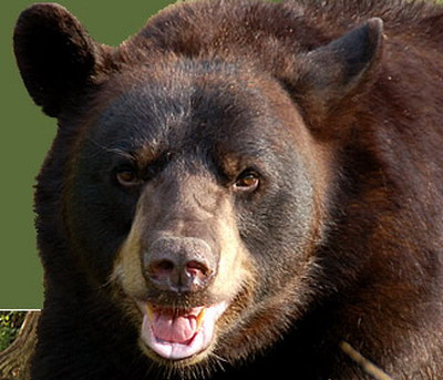 O femeie si fiul sau au scapat cu viata dupa ce au fost atacati de urs