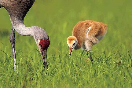 In Canada cocorii sunt hraniti cu pipete. Totul pentru salvarea speciei!