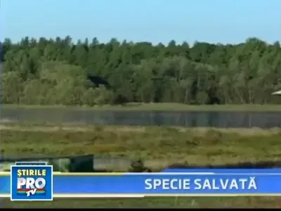 In Canada cocorii sunt hraniti cu pipete. Totul pentru salvarea speciei!