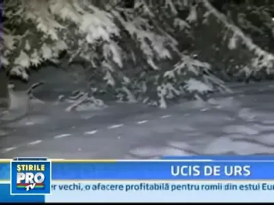 Sfarsit tragic! Un jandarm a murit sfasiat de un urs