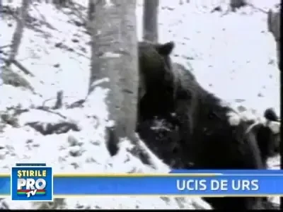 Sfarsit tragic! Un jandarm a murit sfasiat de un urs