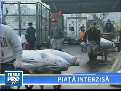 Turistii, goniti din piata de peste din Tokyo, dupa ce si-au facut de cap!