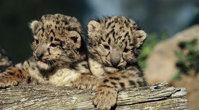 Doi pui de leopard, vedetele unei gradini zoologice din Paris