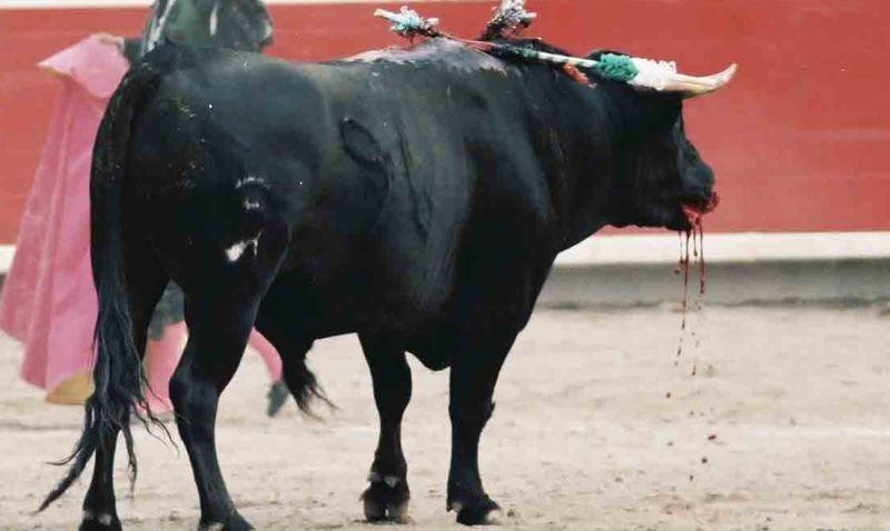 Sapte raniti la festivalul cu tauri din Pamplona. Doi sunt in stare grava