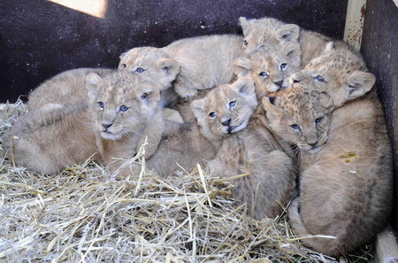 Doua leoaice si-au unit fortele pentru a creste 9 pui