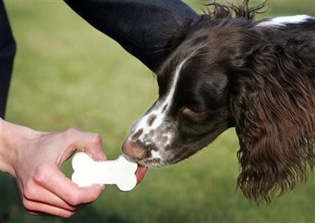 Adaposturile pentru cei fara case deschid usile…patrupedelor