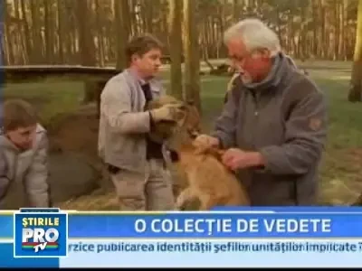 Doua leoaice si-au unit fortele pentru a creste 9 pui