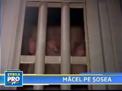 160 de porci au murit in chinuri, in urma unui accident pe DN7