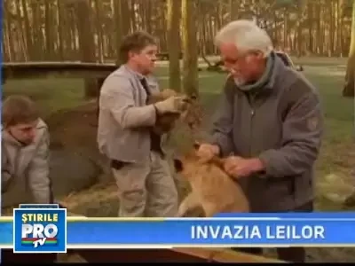 Doua leoaice si-au unit fortele pentru a creste 9 pui