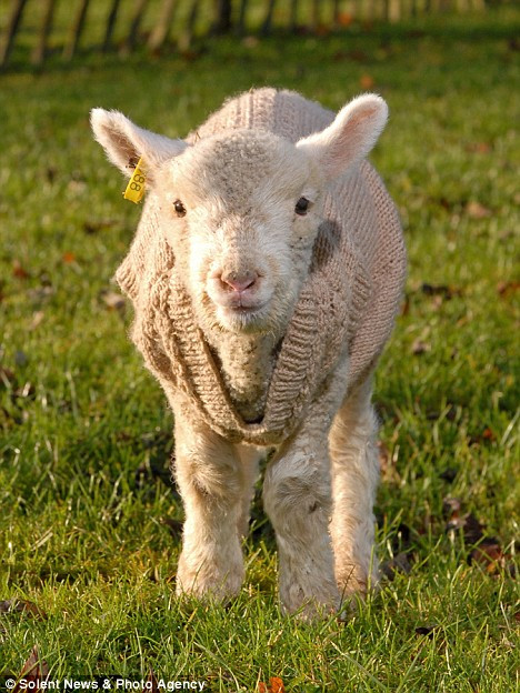 Haine calduroase pentru un "behehebelus" orfan