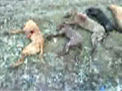 Macel in Olt: 17 caini au fost ciuruiti si insirati pe camp