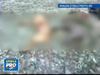 Macel in Olt: 17 caini au fost ciuruiti si insirati pe camp