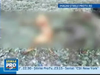 Macel in Olt: 17 caini au fost ciuruiti si insirati pe camp