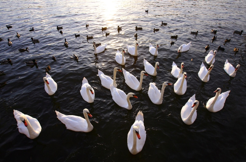 Invazie de lebede albe pe lacul Gilau din Cluj!