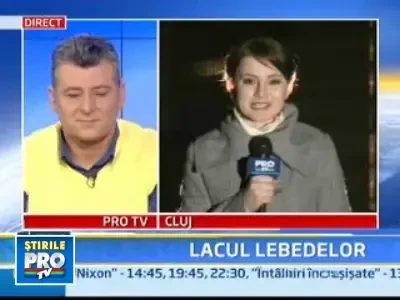 Invazie de lebede albe pe lacul Gilau din Cluj!