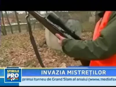 Mistretul la oras! Invazie de porci salbatici in suburbiile Berlinului!