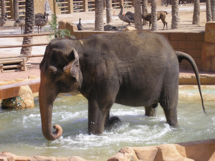 Concediat pentru ca n-a imperecheat elefantul!