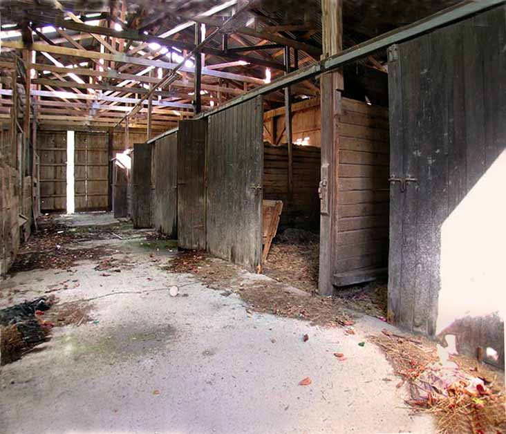 Lasate sa moara de foame! Animale gasite numai piele si os in jud. Olt