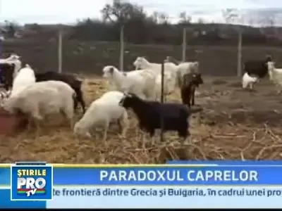 Un om avea doua capre: una nascuta peste un an, cealalta peste 11