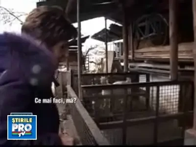 Europarlamentarii, preocupati de soarta porcilor