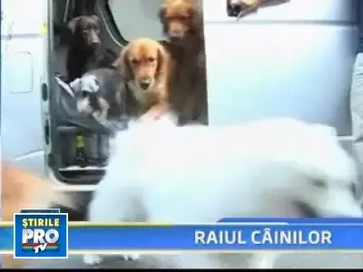 Viata de caine! Bai in piscina, acupunctura si masaj