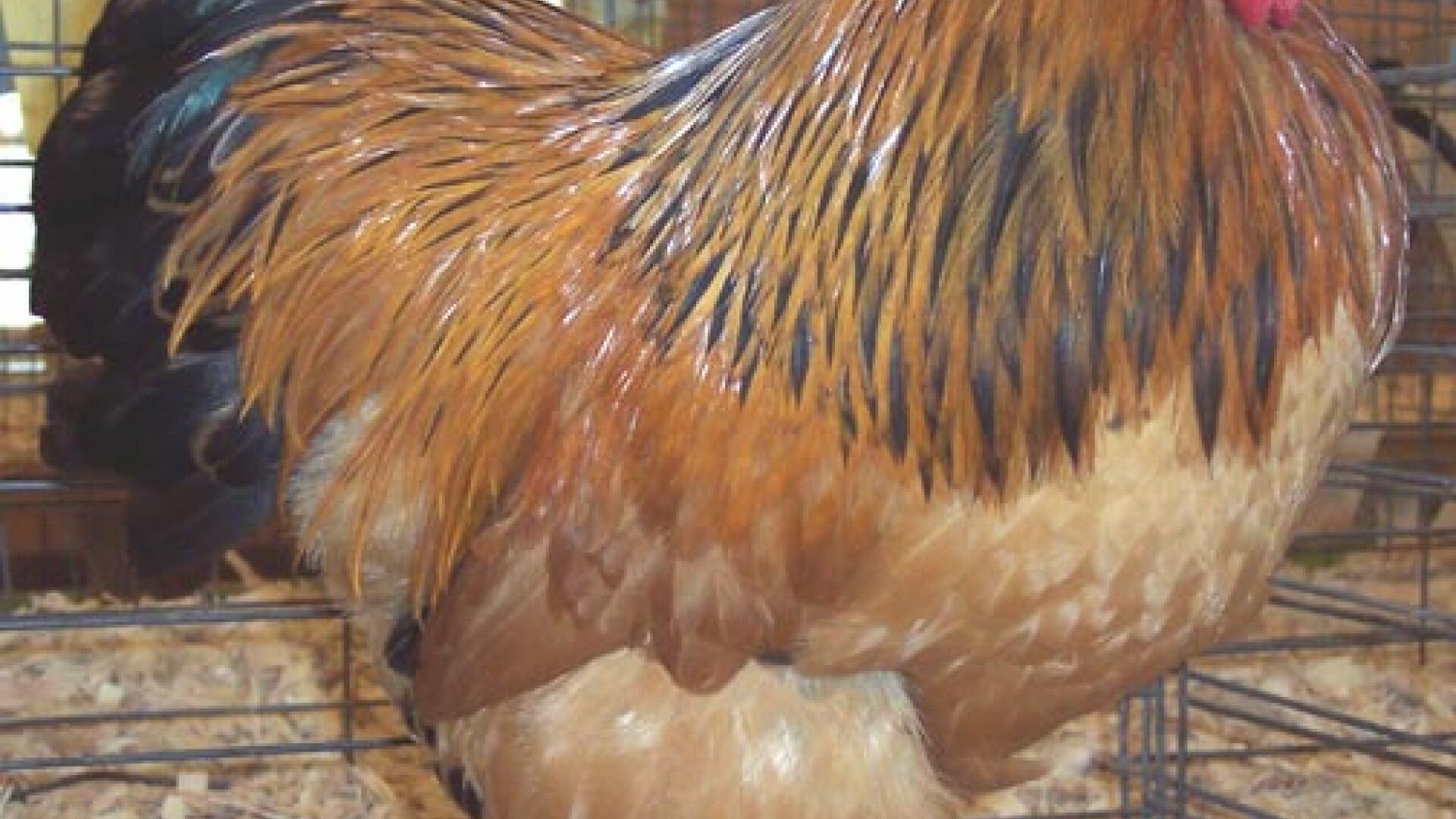 Expozitie de pasari si animale de rasa la Baia Mare