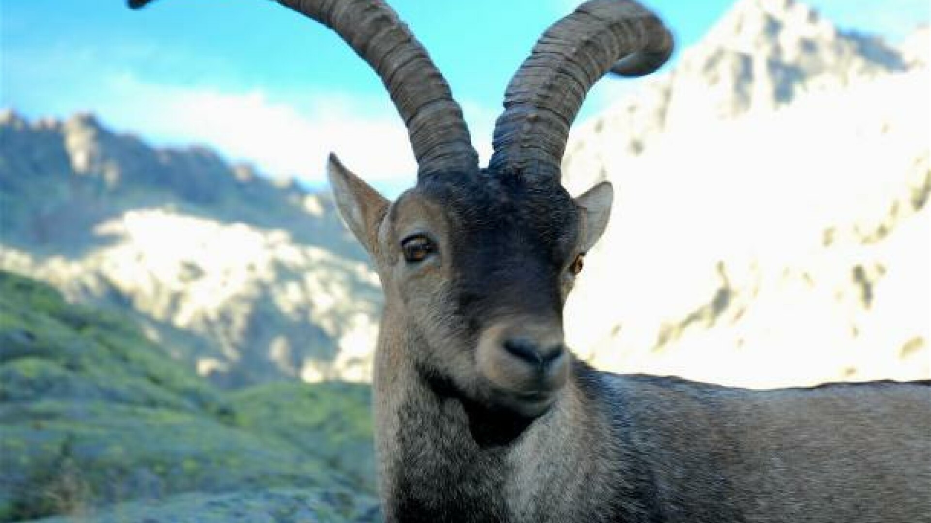 Specie disparuta de capra salbatica, readusa la viata prin clonare