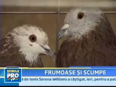 Expozitie de pasari si animale de rasa la Baia Mare