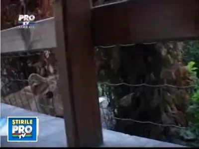 Romania, te iubesc: Povestea trista a leului, regele animalelor