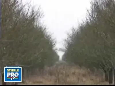 In curand, vor disparea fructele romanesti