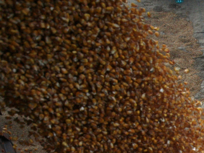 Le-a picat din cer! O tona de porumb, imprastiata pe sosea