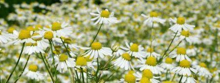 Romanii inlocuiesc antibioticele cu tratamente pe baza de plante