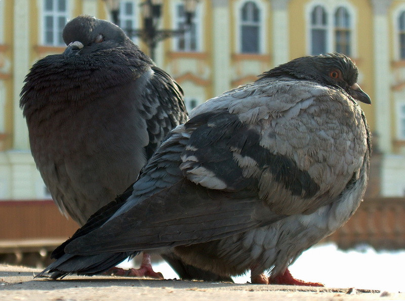 "Porumbeii Zombie" din Moscova au starnit panica in randul locuitorilor. Cum se comporta pasarile