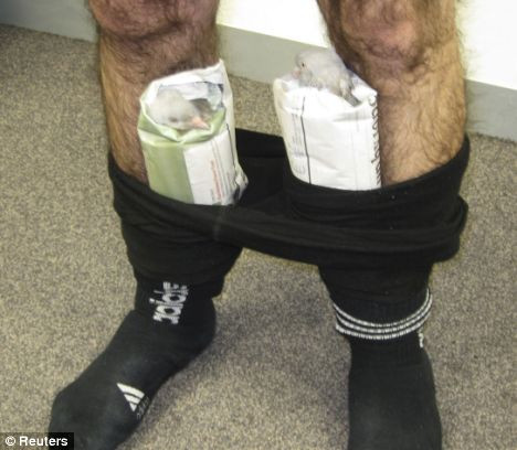 Si porumbeii si-au depus ouale in pantalonii lui...