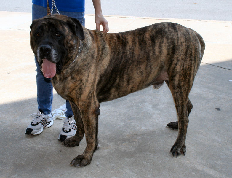 "Politist" in devenire a aparut ca din senin si a prins un hot de mobile!