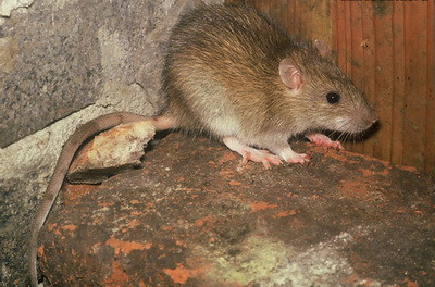 Trupul unei batrane din Pecica, judetul Arad, gasit devorat de sobolani!