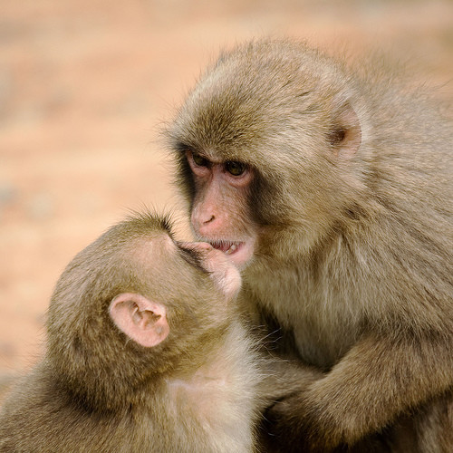 Animalele de la Zoo, tratate de caldura cu dusuri si mancare inghetata