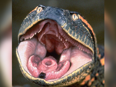 Sarpele, gasit in scara unui bloc din Slatina, evadase dintr-un apartament