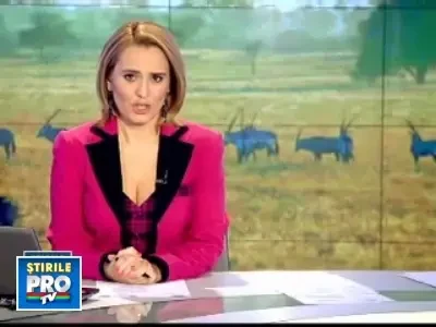 Se cauta "parinti adoptivi" pentru leutii si maimuticile africane!