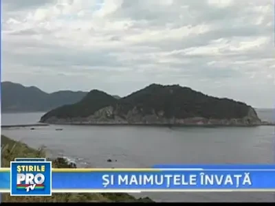 Maimutele dintr-o insula japoneza isi spala cartofii inainte de a-i manca